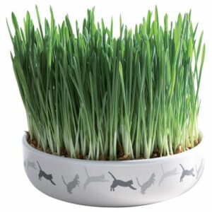 Kattegress i Keramik Skål 50g Ø15cm